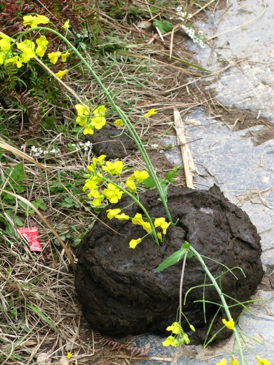 鲜花插在了鲜牛粪上,哈,生动再现典故…&hellip